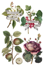 Load image into Gallery viewer, Iron Orchid Design Transfer Clementine