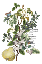 Load image into Gallery viewer, Iron Orchid Design Transfer Clementine