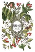 Load image into Gallery viewer, Iron Orchid Design Transfer Clementine